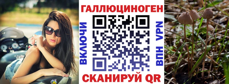 Галлюциногенные грибы Psilocybe  цена   Дмитров 